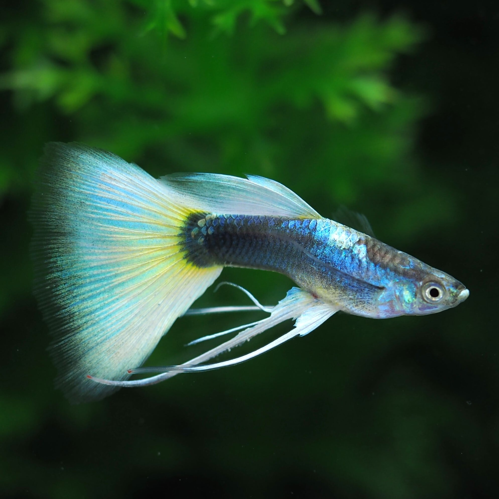 ドイツイエロータキシードリボン 若魚1カルテット | 伊豆グッピーファーム