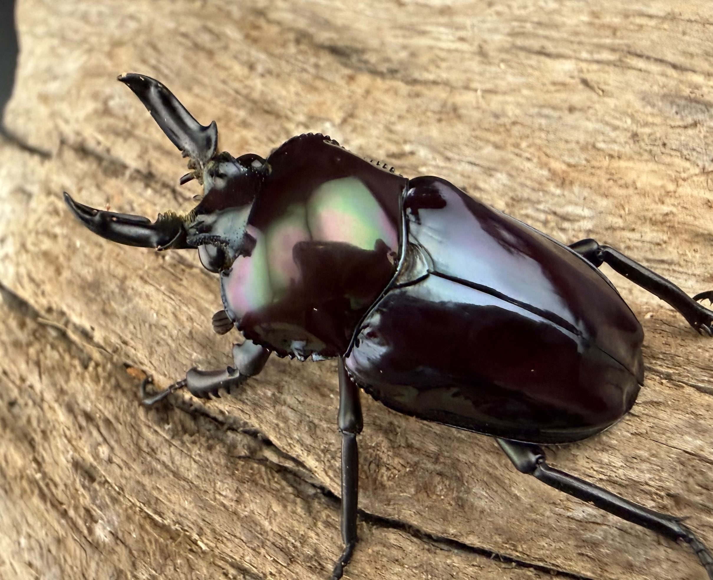 対馬産 オオクワガタ 約61ミリ 野外品 対馬産 オオクワガタ 約61ミリ