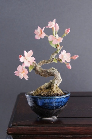 盆栽 桜花 Cherry Tree Bonsai #47（鉢変更）