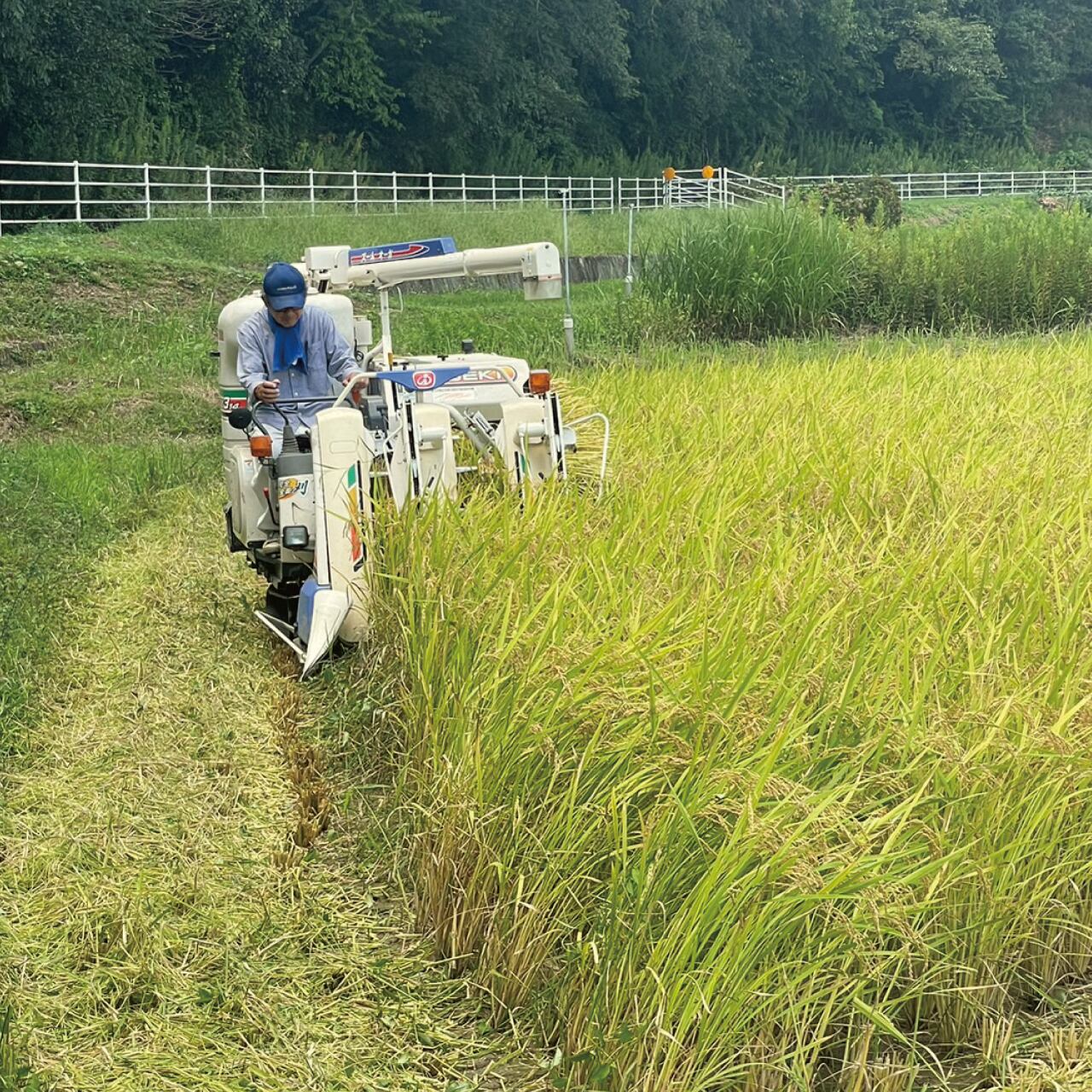令和7年 新米】玄米10kg しんちゃん米 岡山県 あきたこまち | gallery