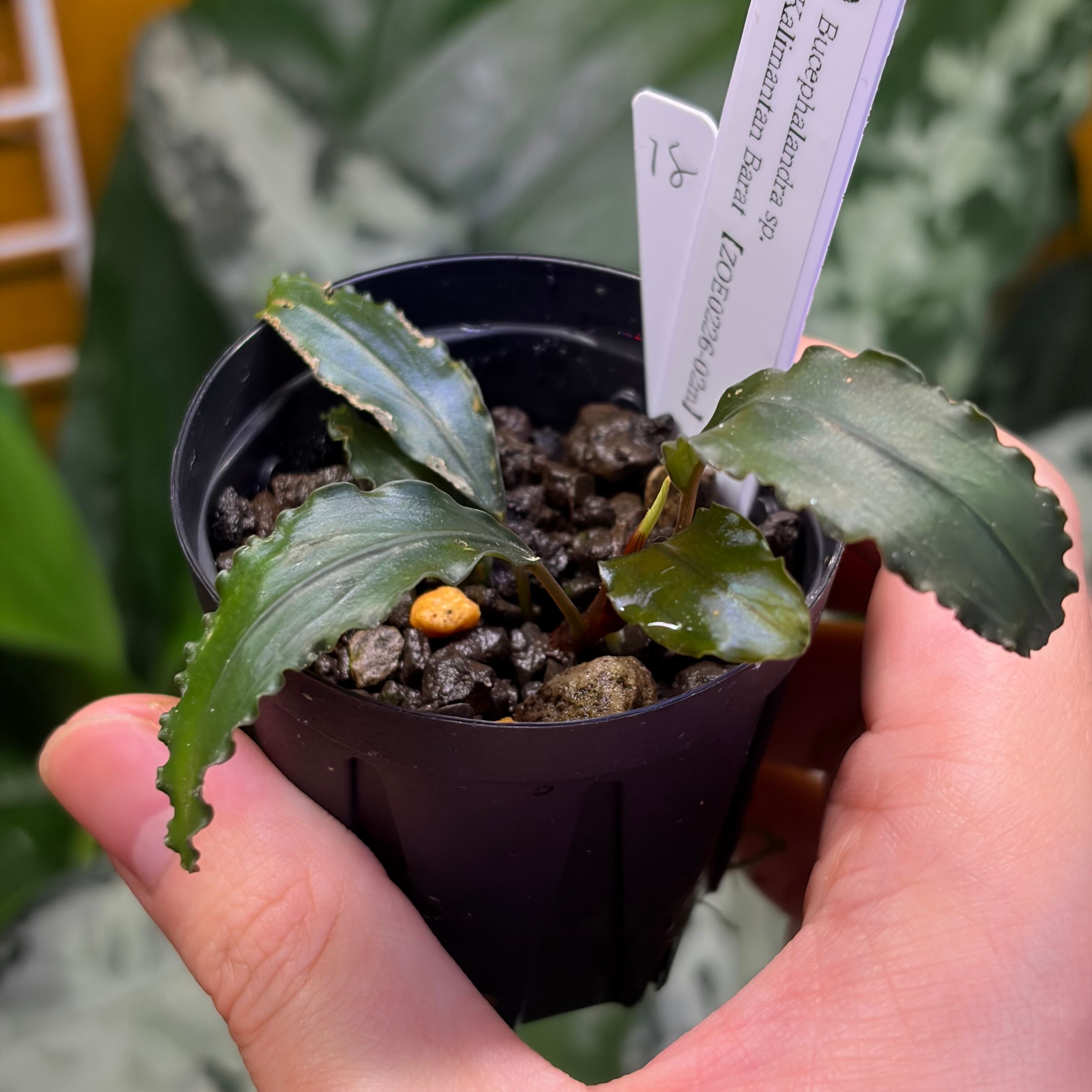 Bucephalandra sp. Kalimantan Barat 【ZOE0226-02m】 No.18 | 熱帯