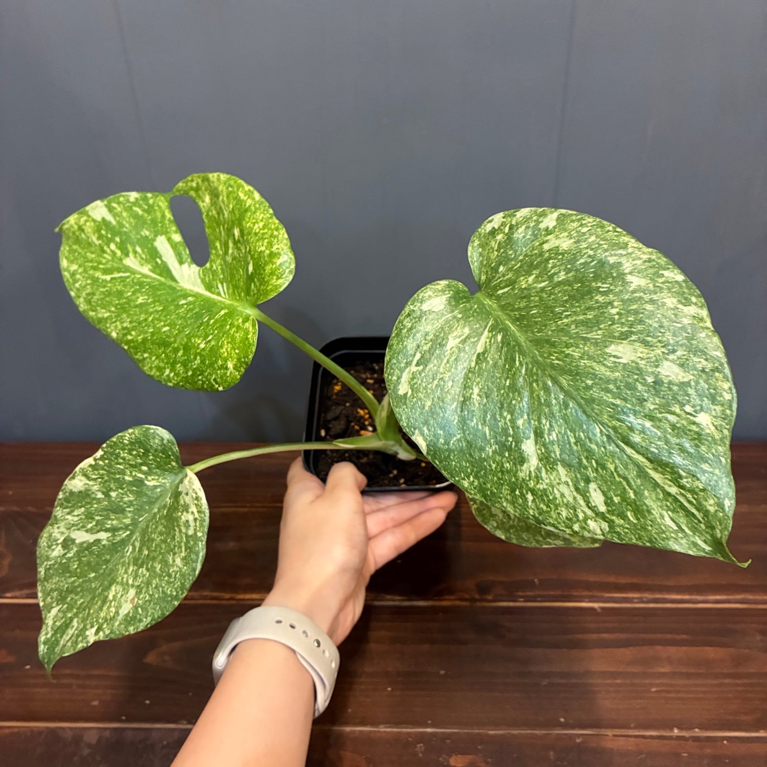 新着3日限定10%OFF】モンステラ グリーンスノー【365】 | PROTOLEAF