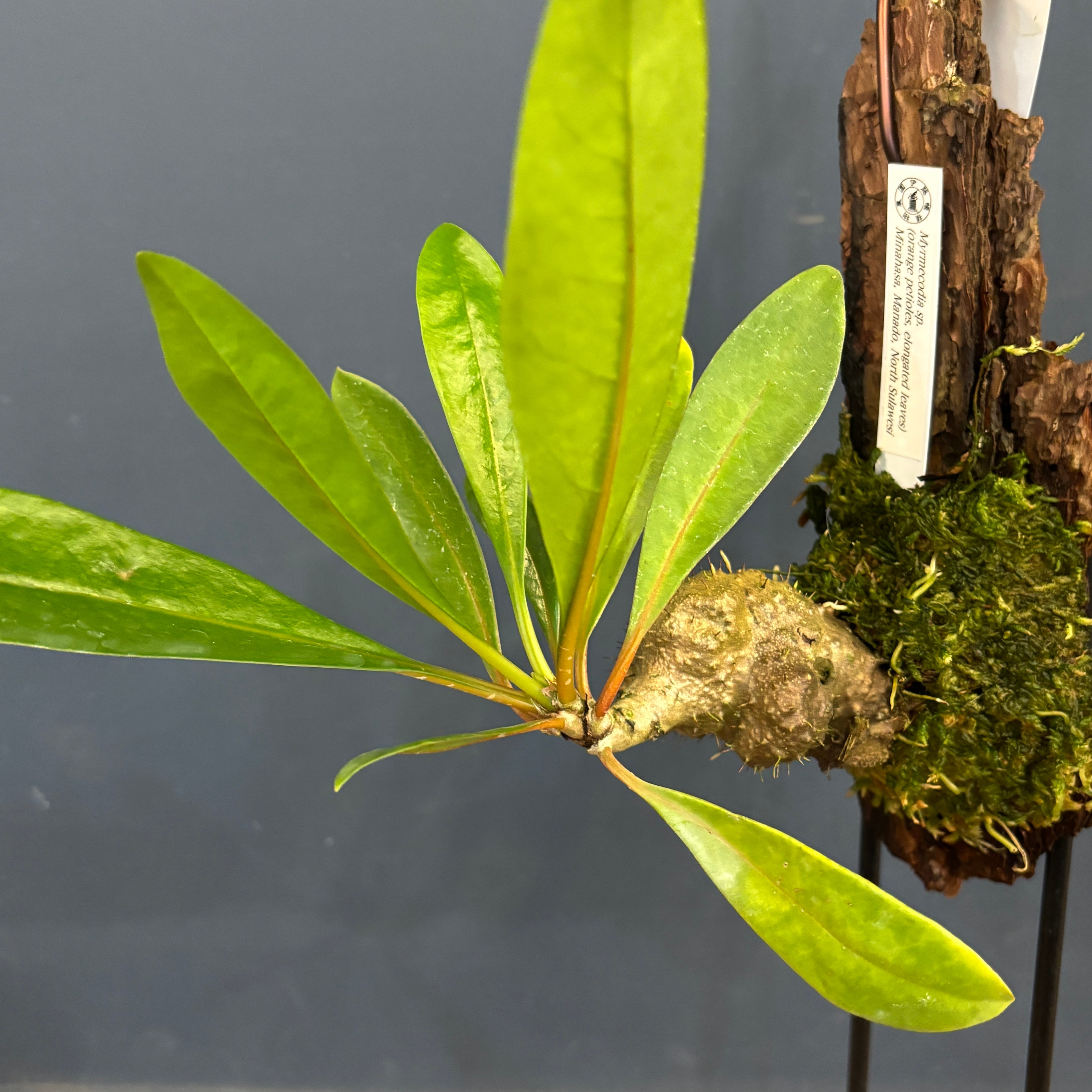 Myrmecodia sp. (orange petioles, elongated leaves) Minahasa