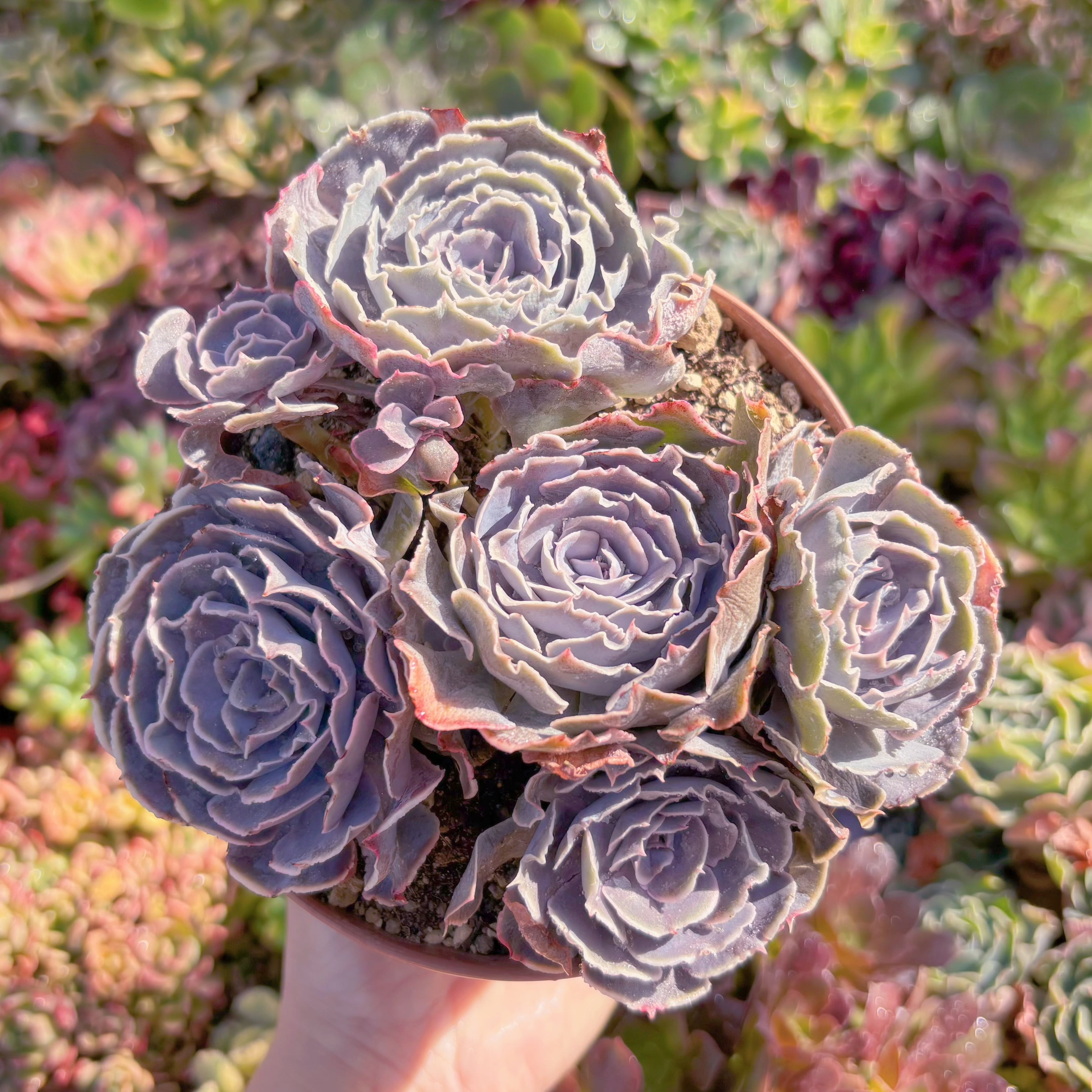 現品　 スワンレイク#M219　大群生　るる農園