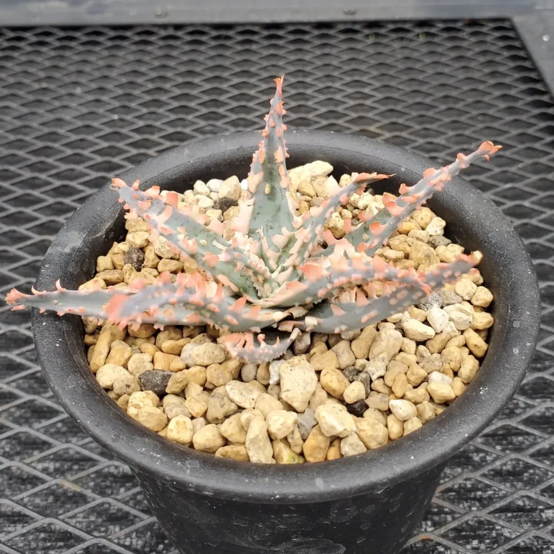 F00603_Aloe 'Saw Bones' Hybrid：アロエ・ハイブリッド（子株