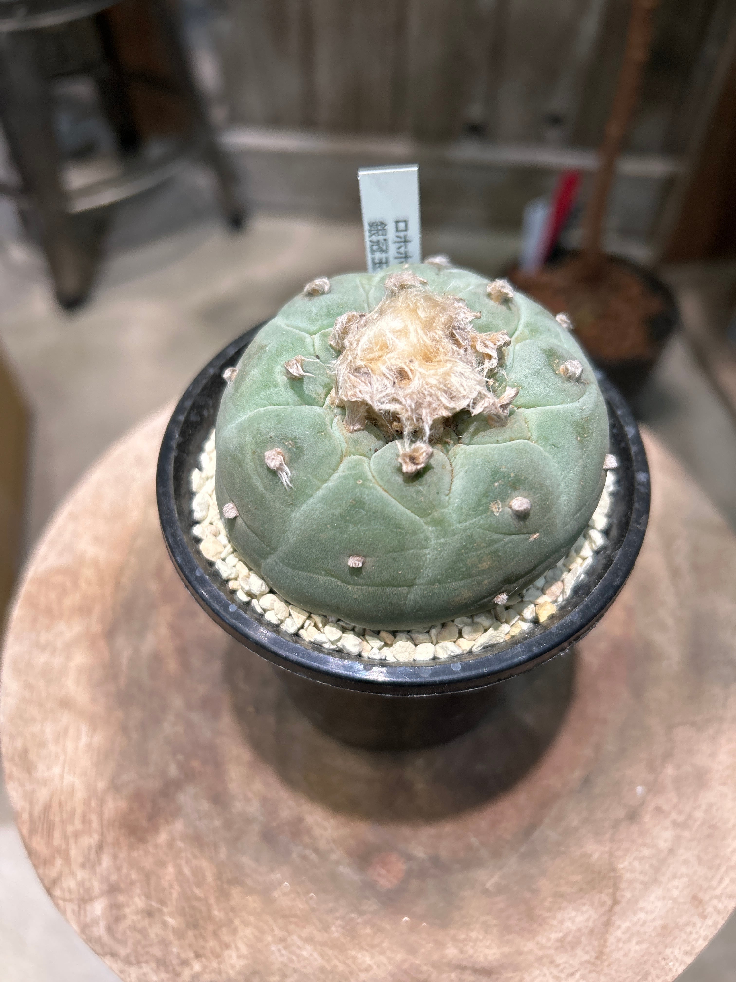 ホヤ カルノーサ スージーQ | MIDORIYA 観葉植物専門店