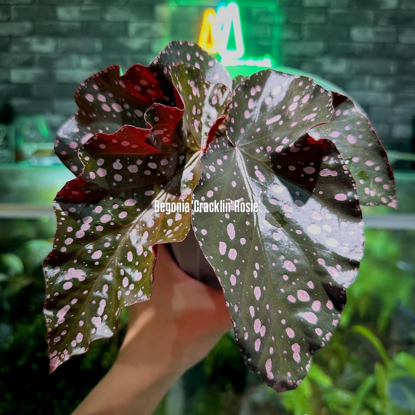 Begonia murina | ベゴニア専門 オンラインショップ