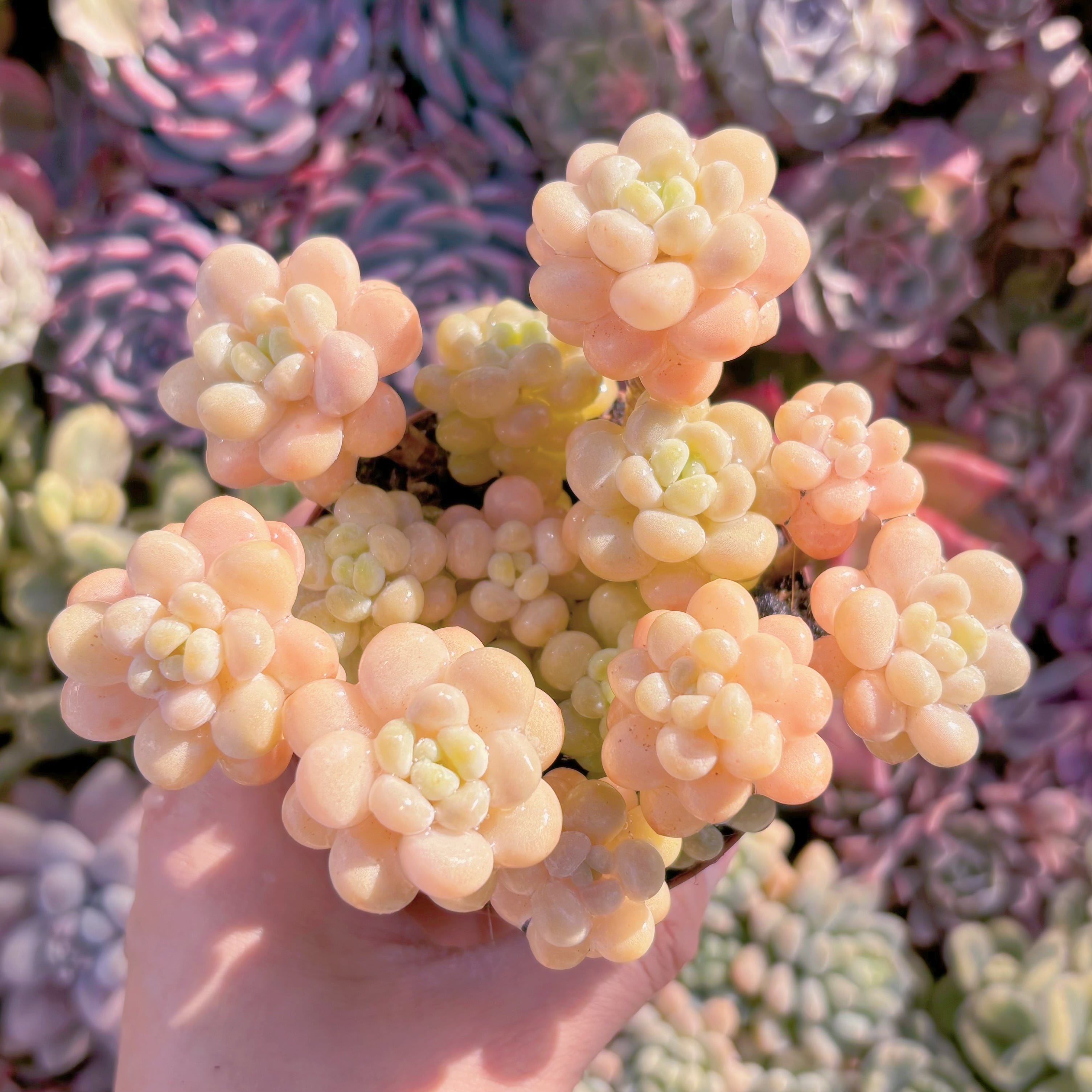 現品　丸葉ストロベリーミルク#852　群生　るる農園