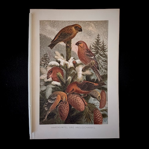 博物画「マツノキヒワなど」