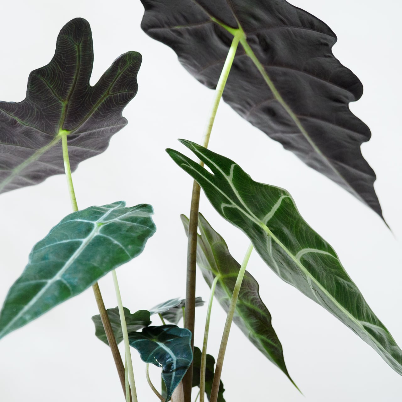 アロカシア 'アマゾニカ' 5号鉢 【No.0066】 | SHIBUYA ENGEI