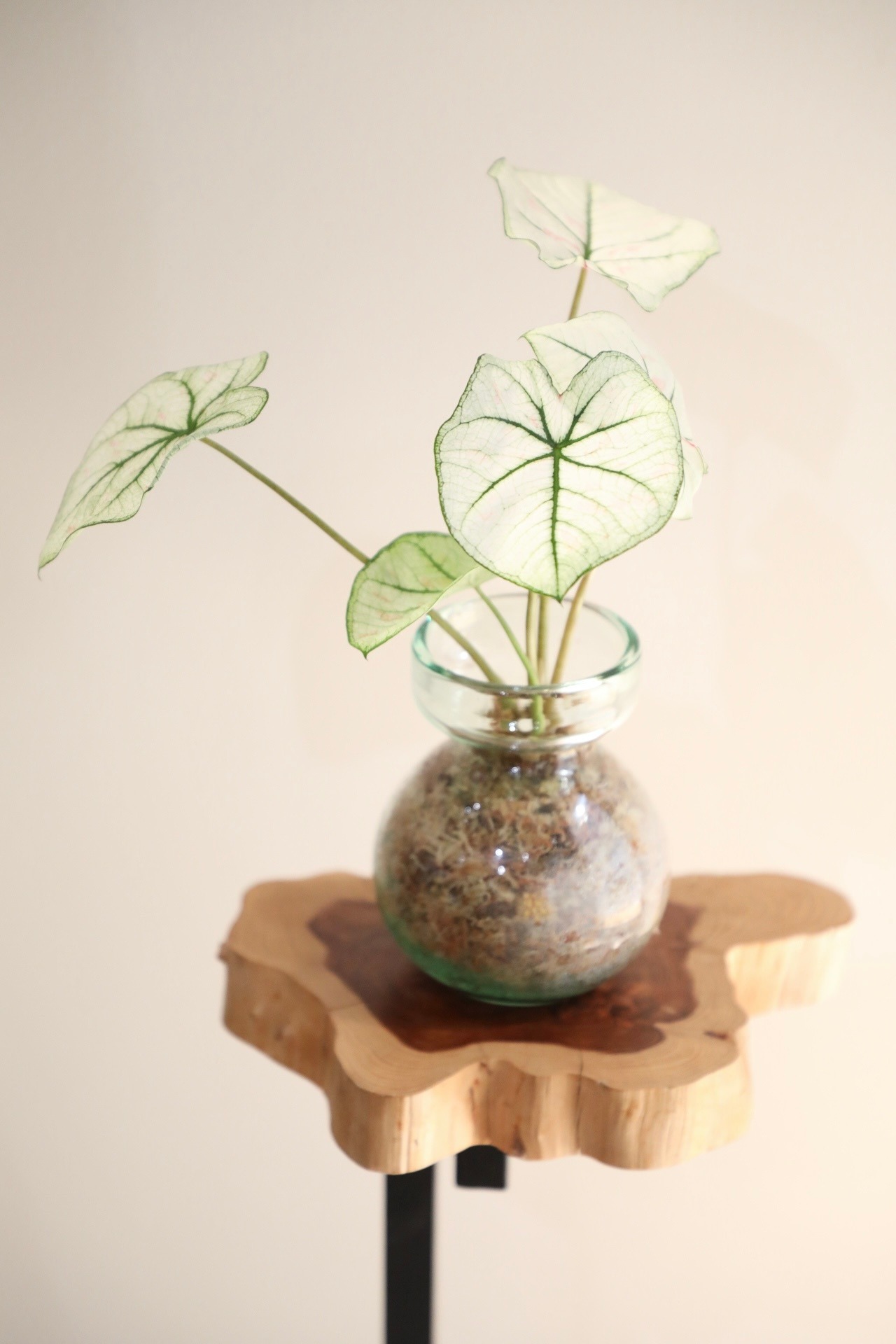 【S】カラジウム ストロベリースター/土不使用 ※フラワーベース付き