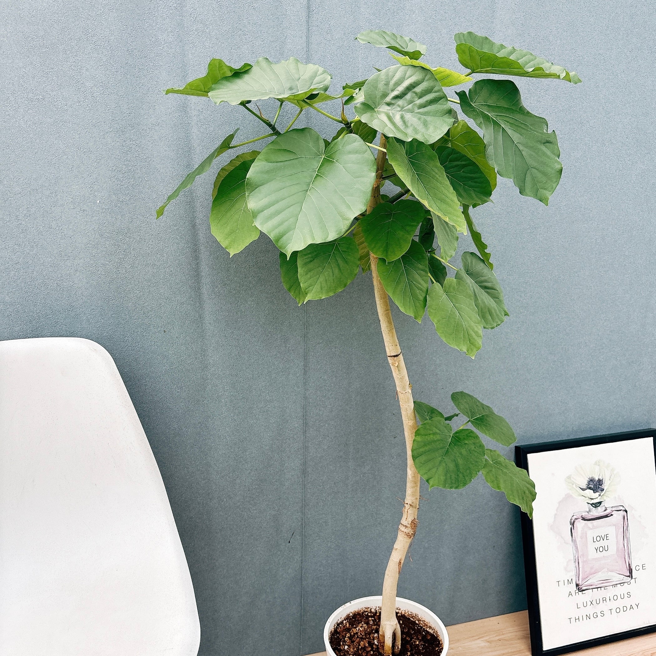 ［現品］33番　フィカス　ウンベラータ　8号　観葉植物　室内　大型　ゴムの木 現品］28番 フィカス ウンベラータ 8号 観葉植物 室内 大型 ゴムの木