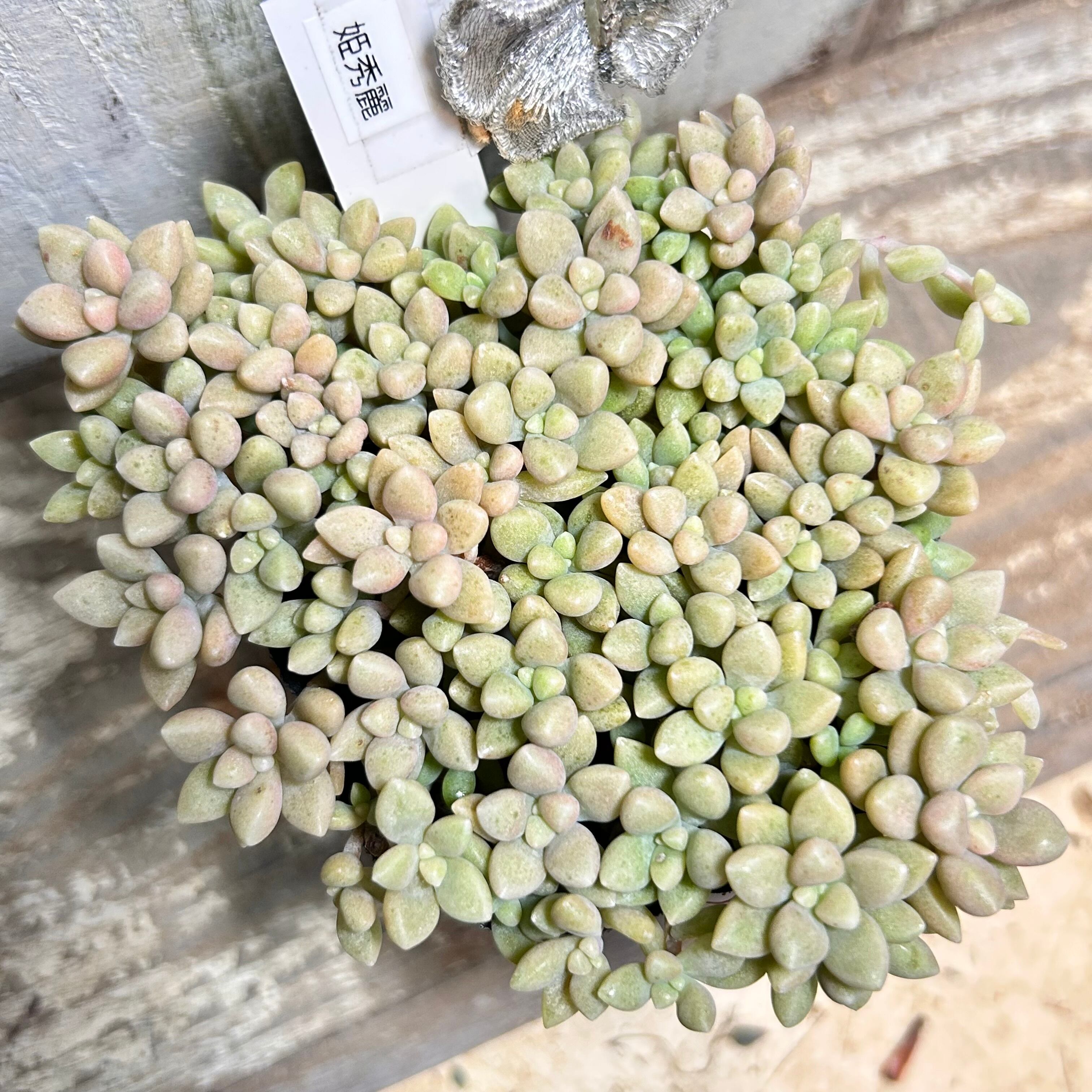 姫秀麗 | RuPo 多肉植物専門店