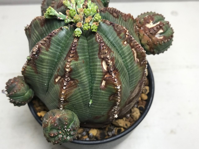 ユーフォルビア オベサ