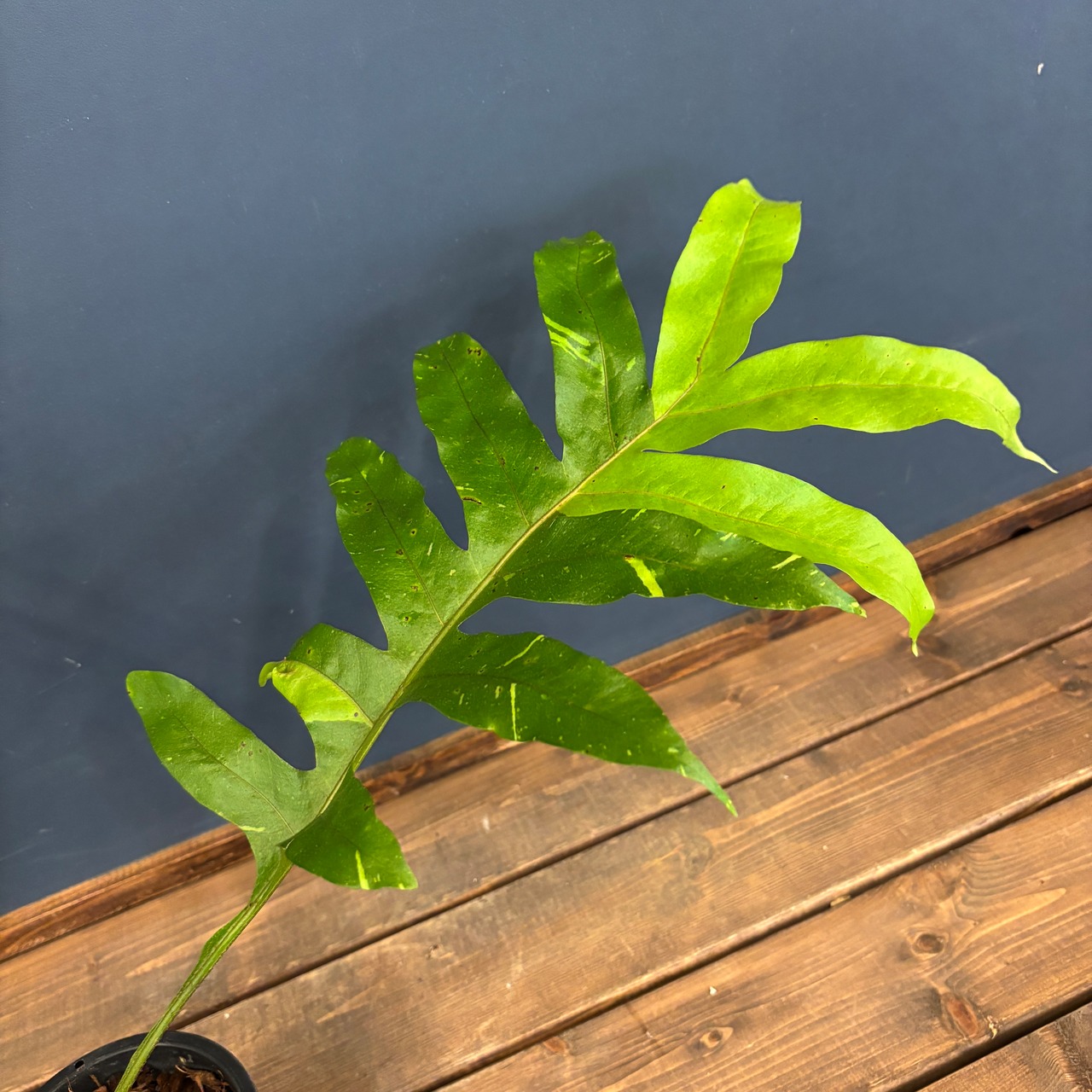 ドリナリア　クエルシフォリア　斑入り【579】