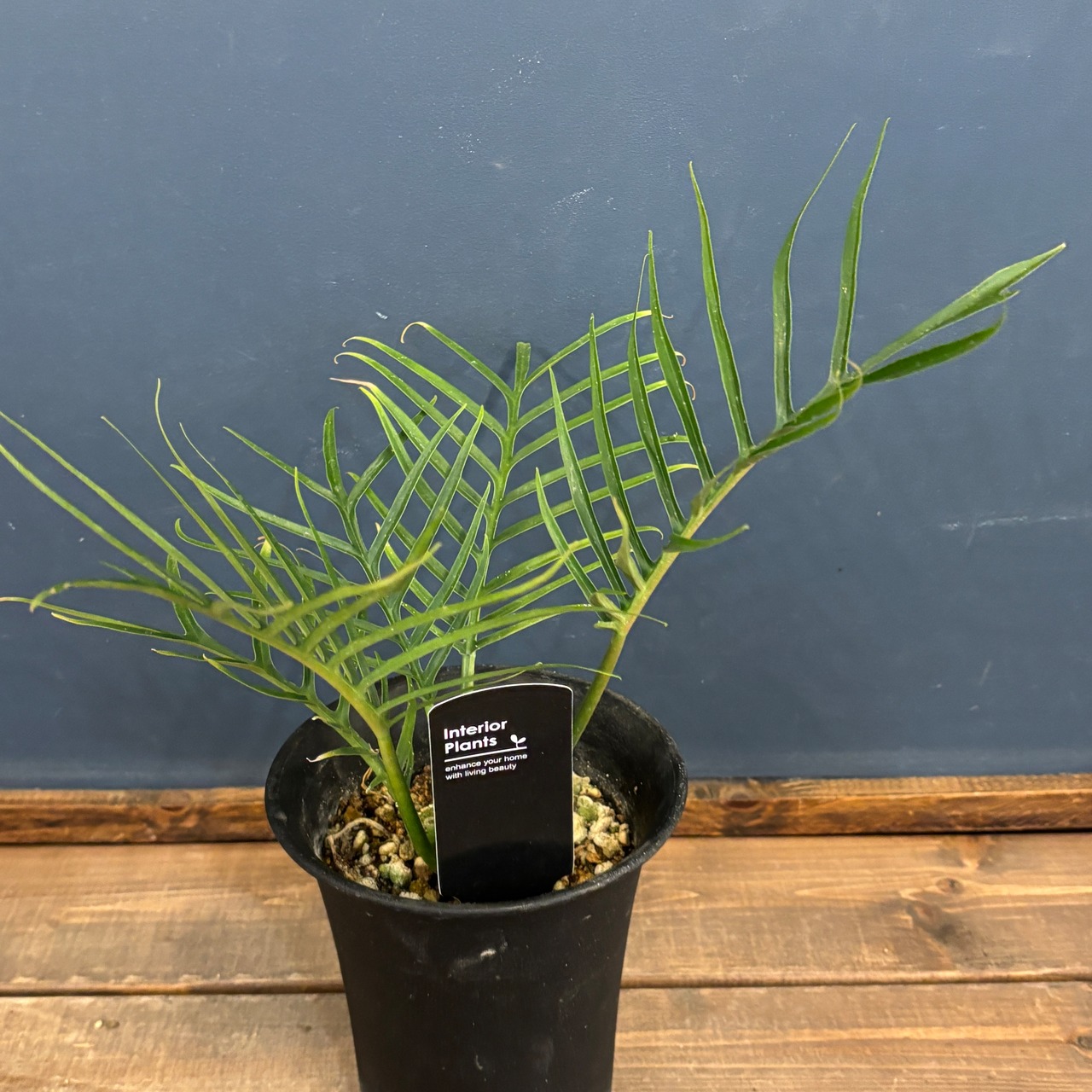 フィロデンドロン　トータム【141】