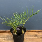 フィロデンドロン　トータム【141】