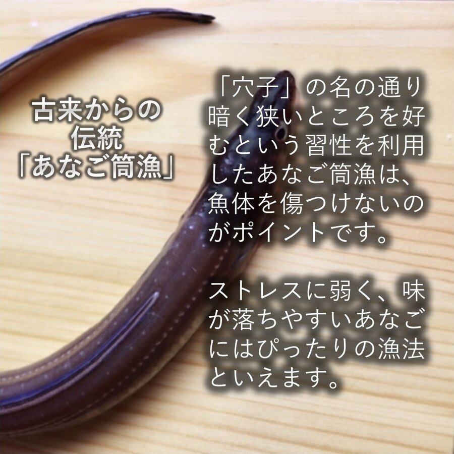 こだわり市場yahoo 店三陸産 あなご 500g 約3 6尾 国産産地直送