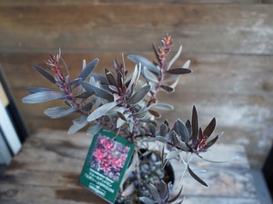 【現物】リューカデンドロン ”エボニー” C