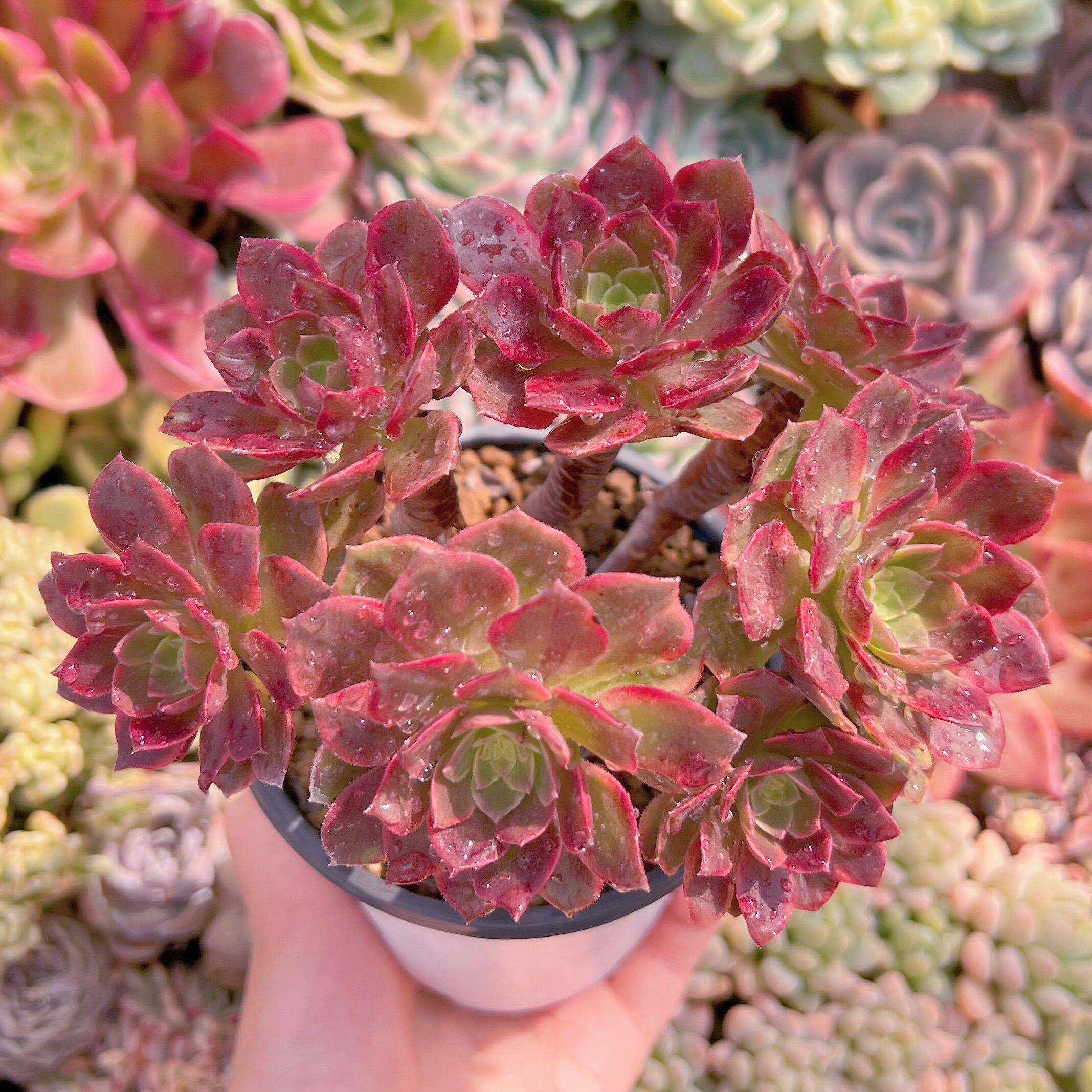 現品　フェスティバル錦#3013　大群生　るる農園