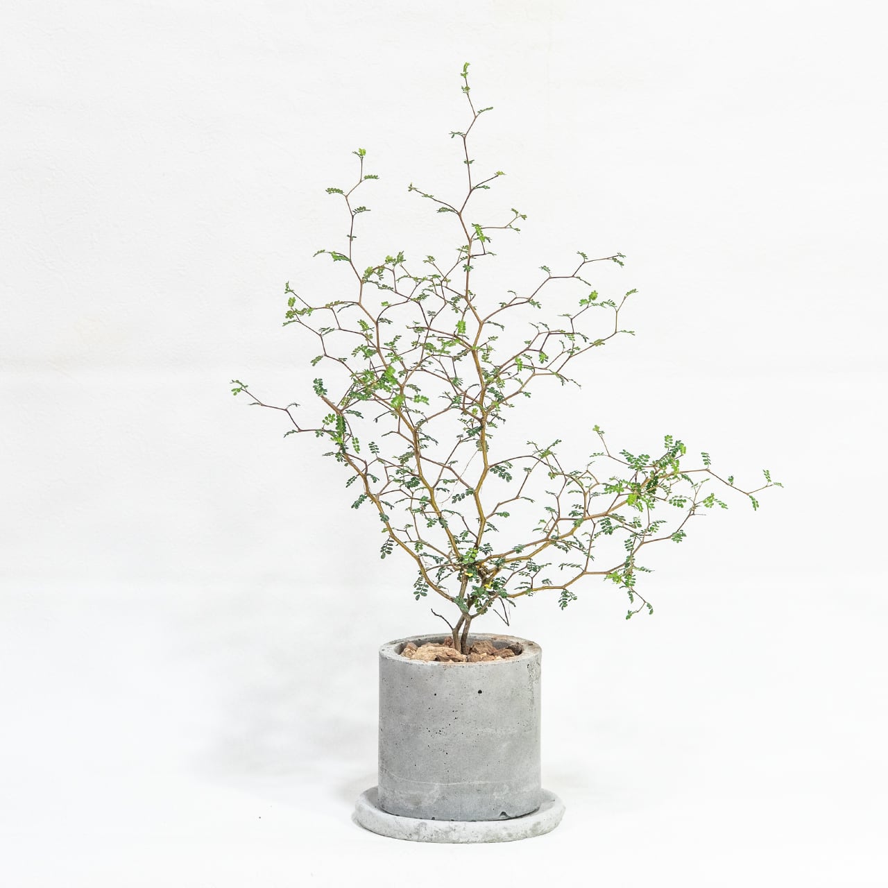 ≪ 観葉植物 ≫繊細でユニークな樹形が魅力｜ソフォラ・リトルベイビーの鉢植え｜シンプルでお部屋を選ばない手作りモルタル鉢