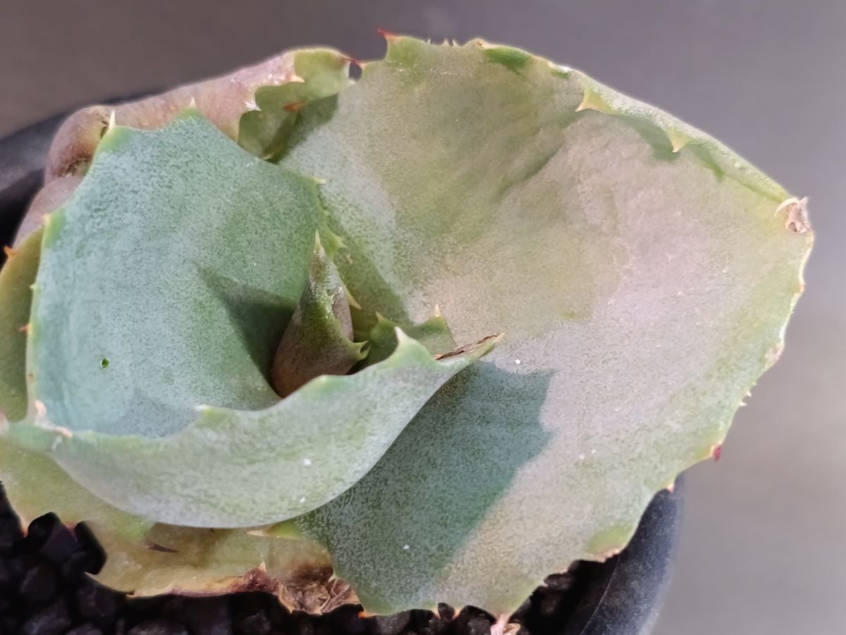 Agave macroacantha variegata. アガベ マクロアカンサ錦 | サボテンと