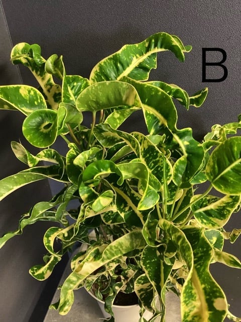 室内向き】【おしゃれ オシャレなインテリア】クロトン 熱帯植物 観葉
