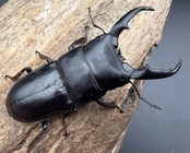 【WF1】《本土ヒラタクワガタ 京都産 60mm ペア》