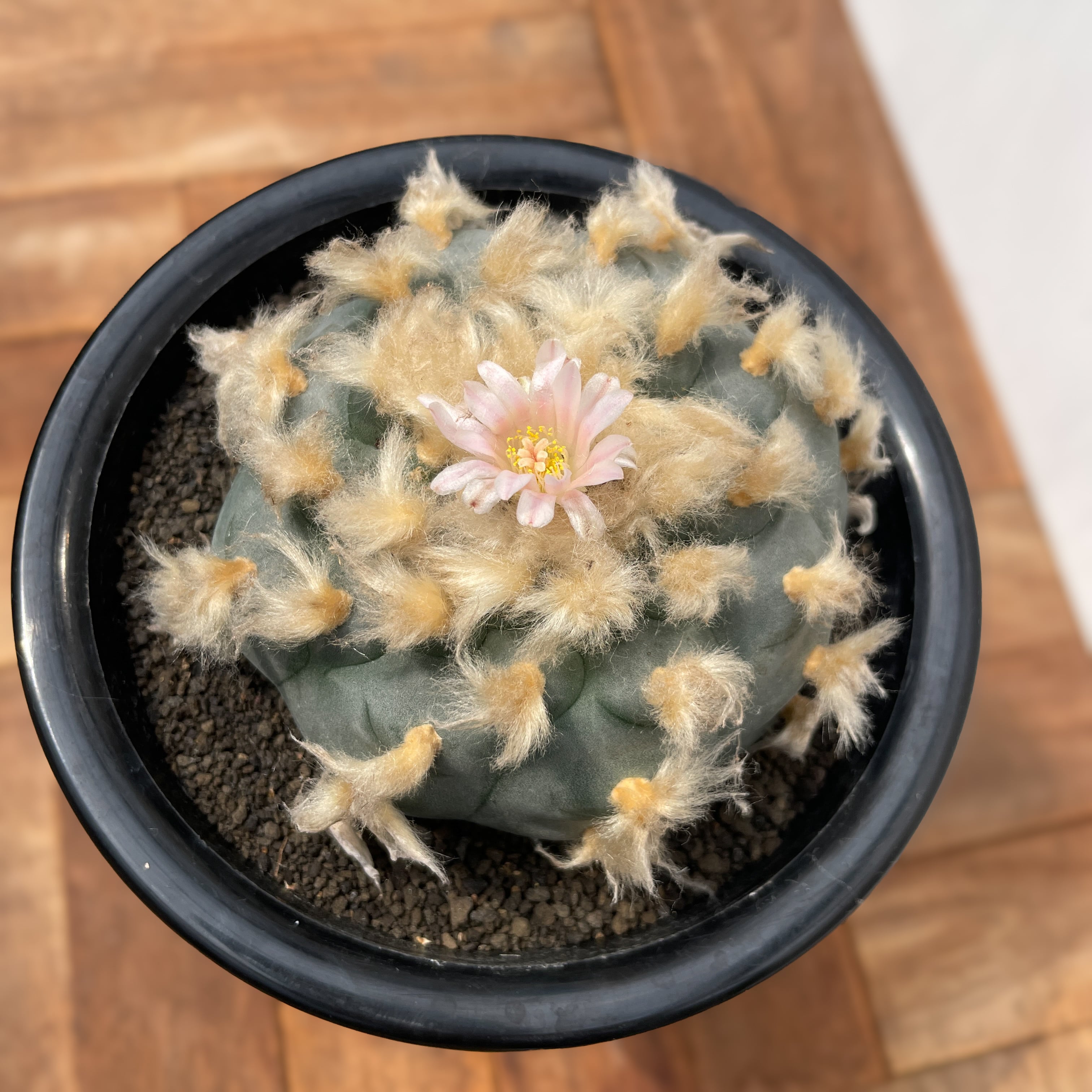 ロフォフォラ　テキサーナ Lophophora williamsii 'texana'【ロフォフォラ・テキサーナ・実生