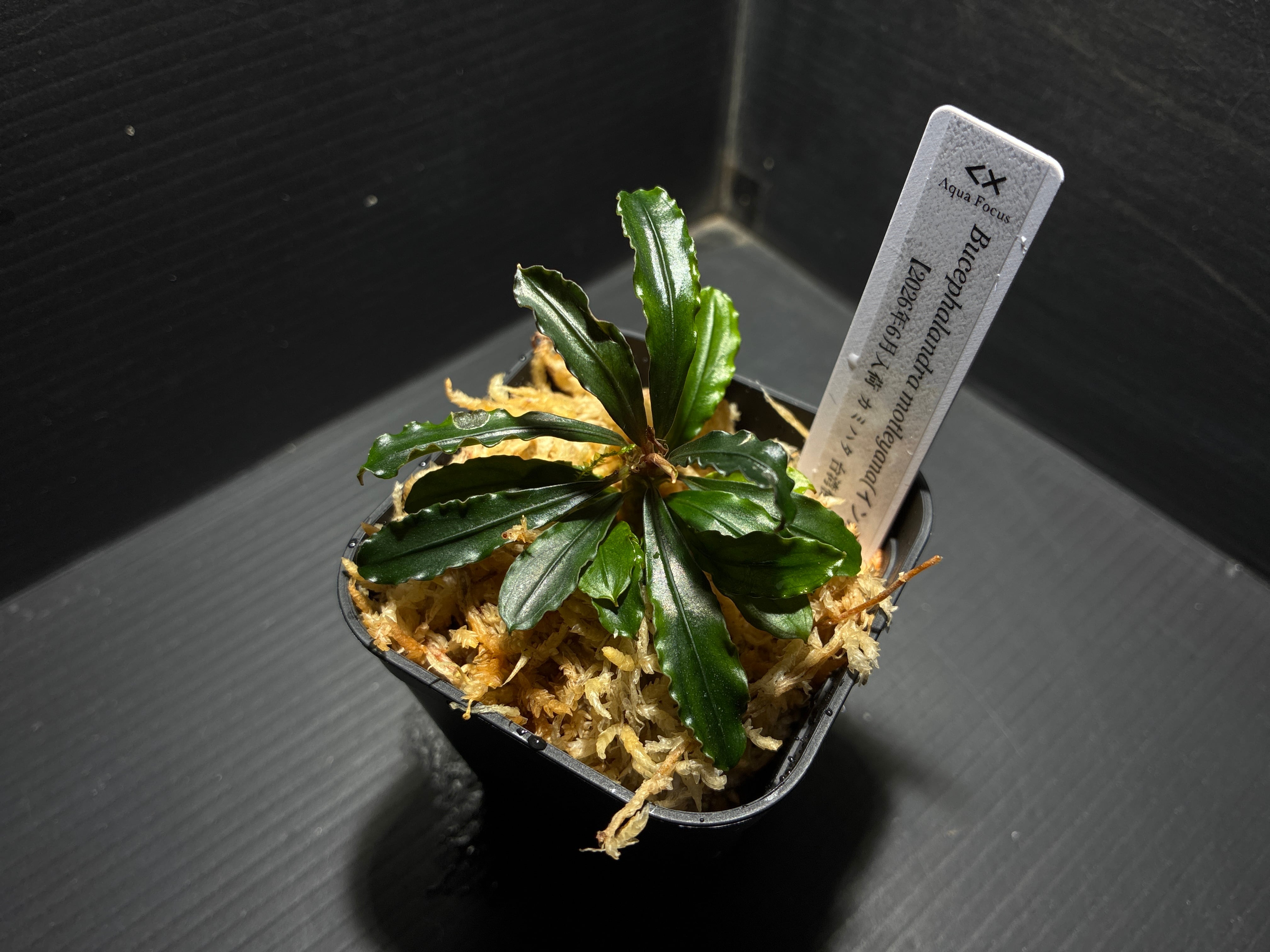 Bucephalandra sp. Green broad leaf(ブセファランドラsp.グリーン