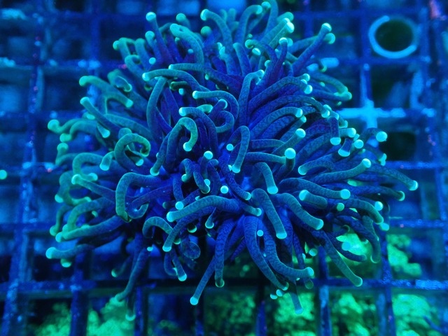 AussieTorch 8