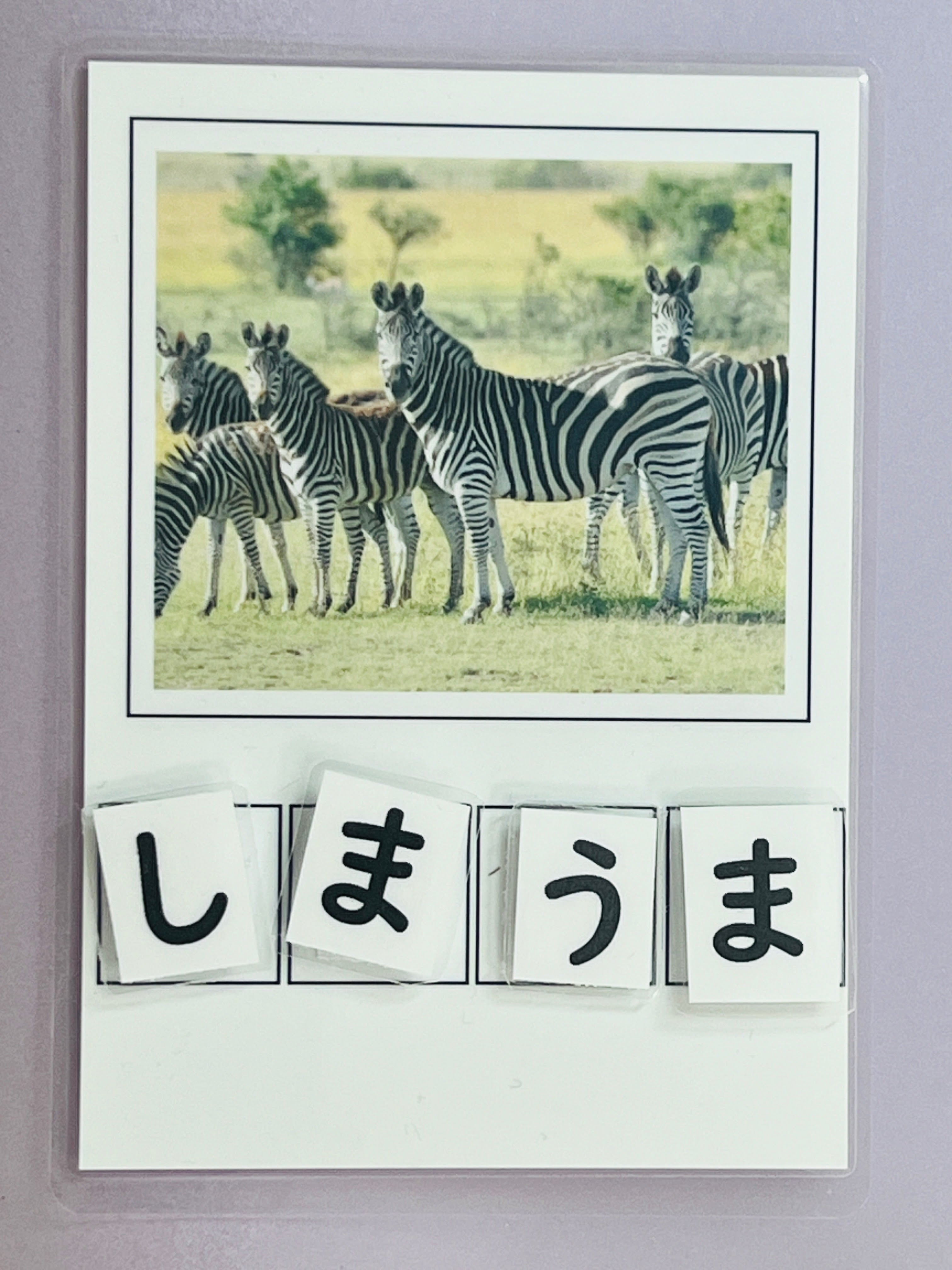 しまうま】ぺったんカード ひらがな | ゆるっと たからばこ
