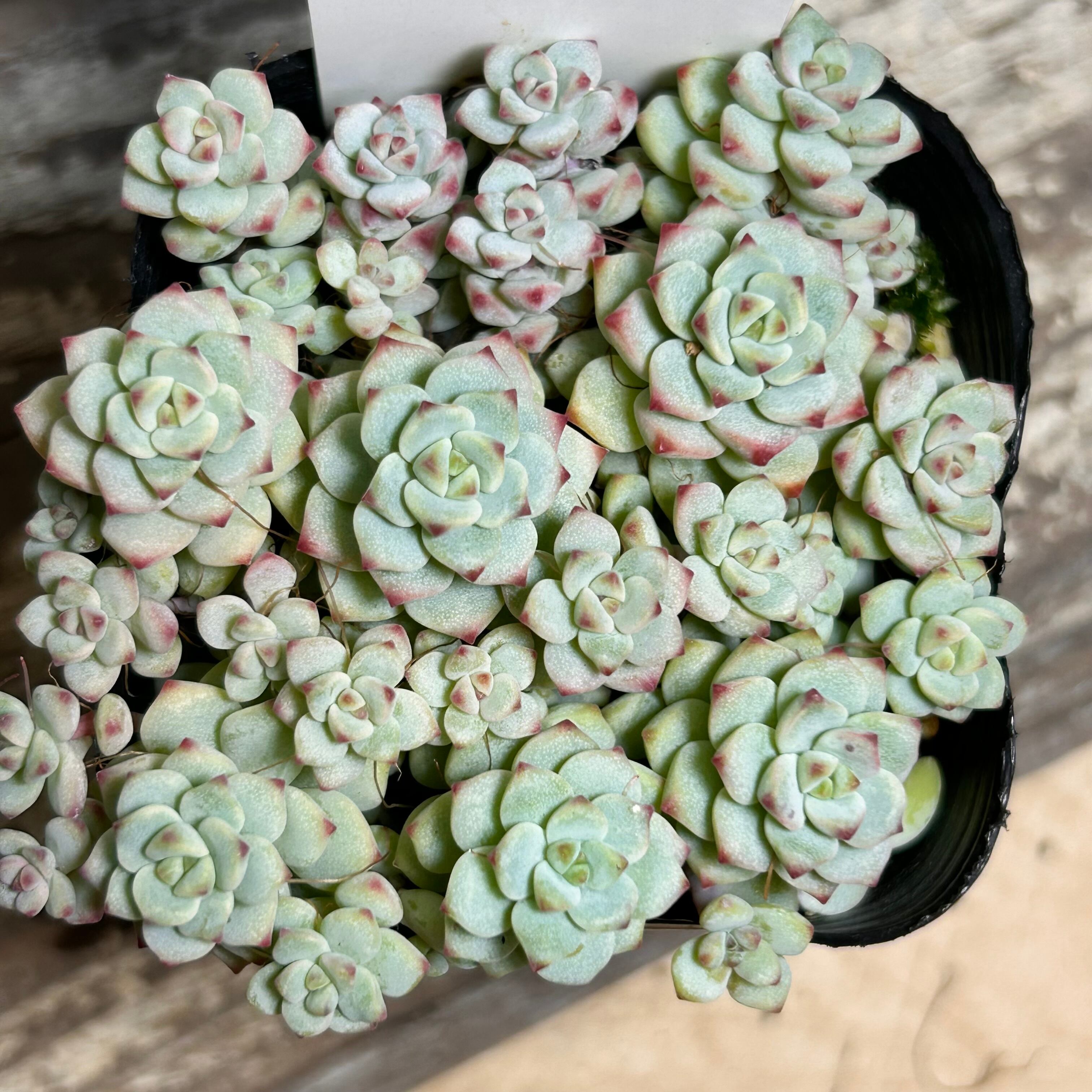 姫秋麗 | RuPo 多肉植物専門店