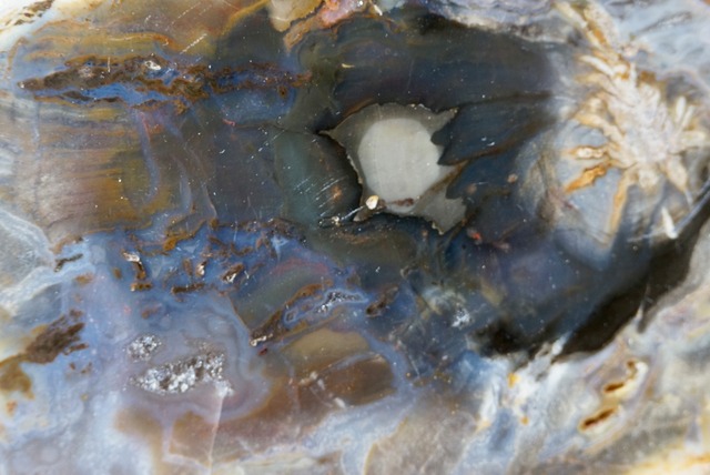 珪化木 Araucarioxylon B