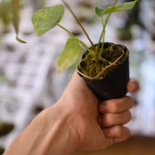 【希少】Anthurium Queen of Heart / アンスリウム クイーン オブ ハート⑬ / 観葉植物<育て方・花言葉>