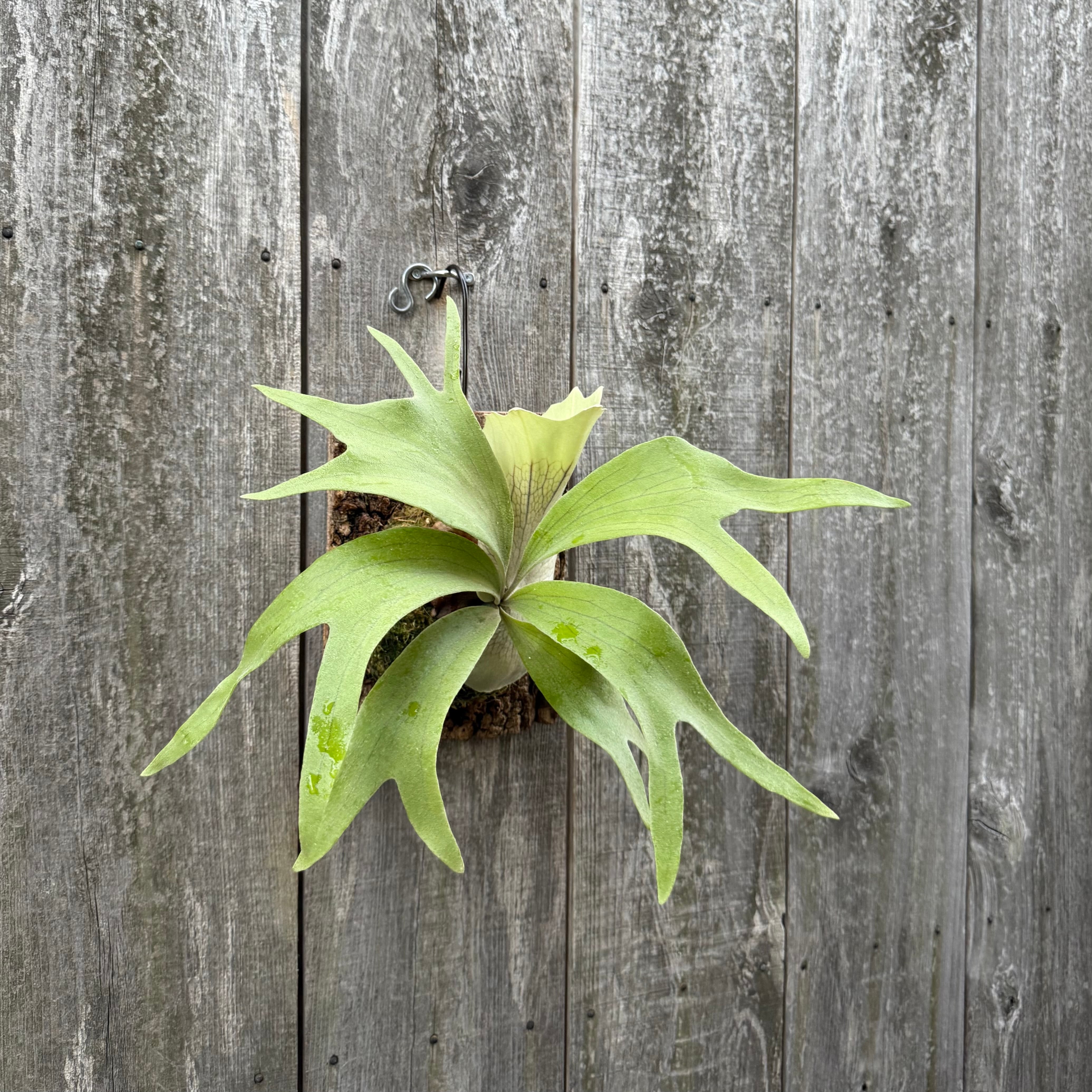 P.willinckii makigumo (pup) | naturefix