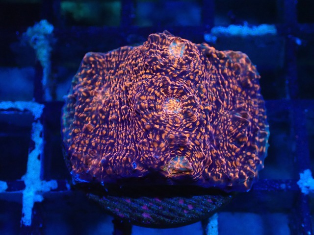 Chalice Frag 4"
