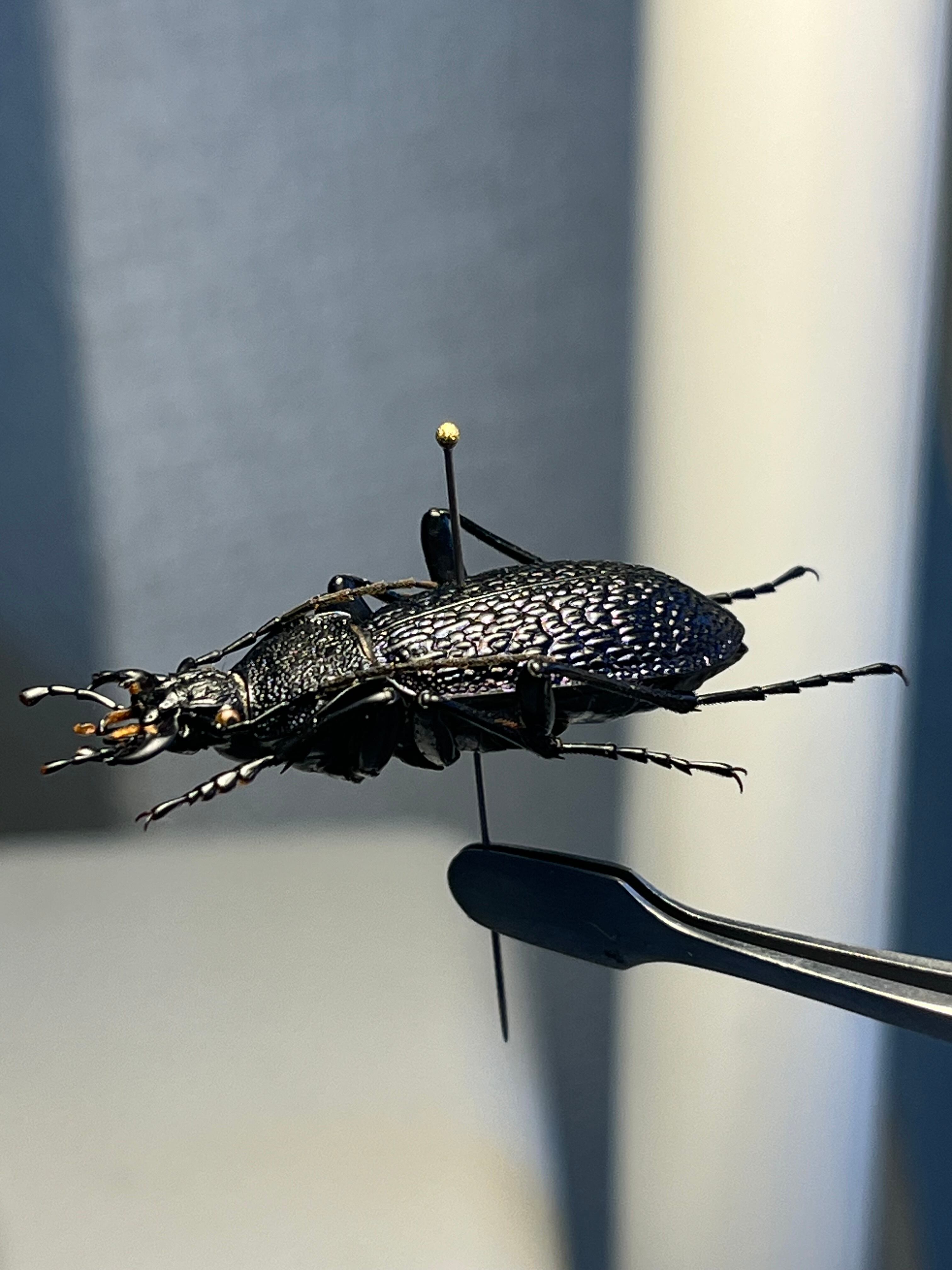 36mm】ボンヴロワキンオサムシ トルコ産 標本 イボハダオサムシ 青緑