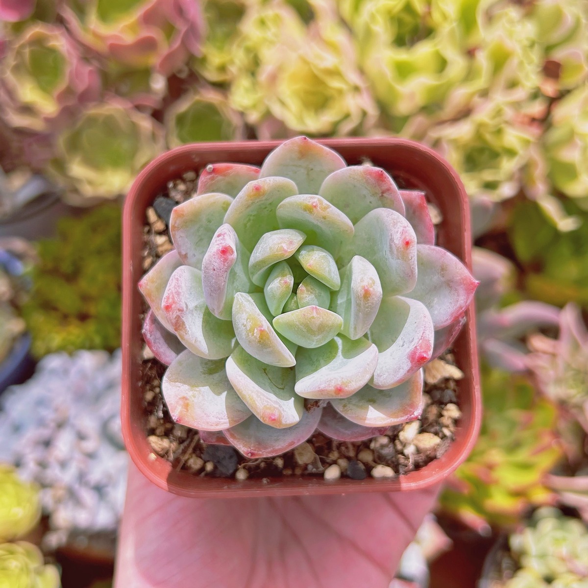 現物 多肉植物 ピンクストーン 抜き苗 | るる農園~多肉植物専門