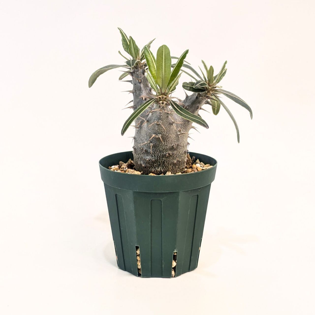 パキポディウム ロスラーツム カクチペス Pachypodium rosulatum var