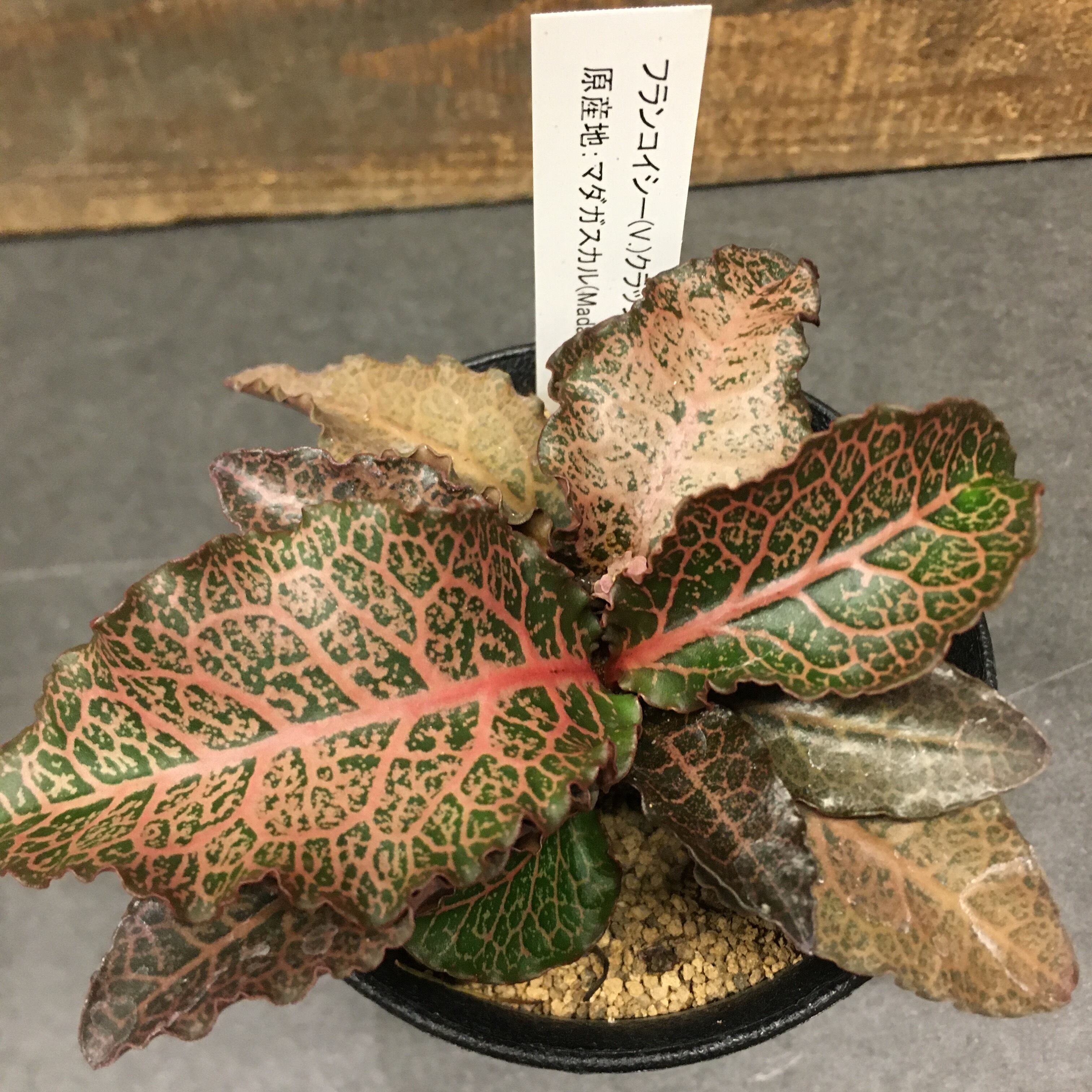 ユーフォルビア 赤葉フランコイシー クラッシカウリス Protoleaf プロトリーフ ユーフォルビア 赤葉フランコイシー クラッシカウリス Protoleaf プロトリーフ
