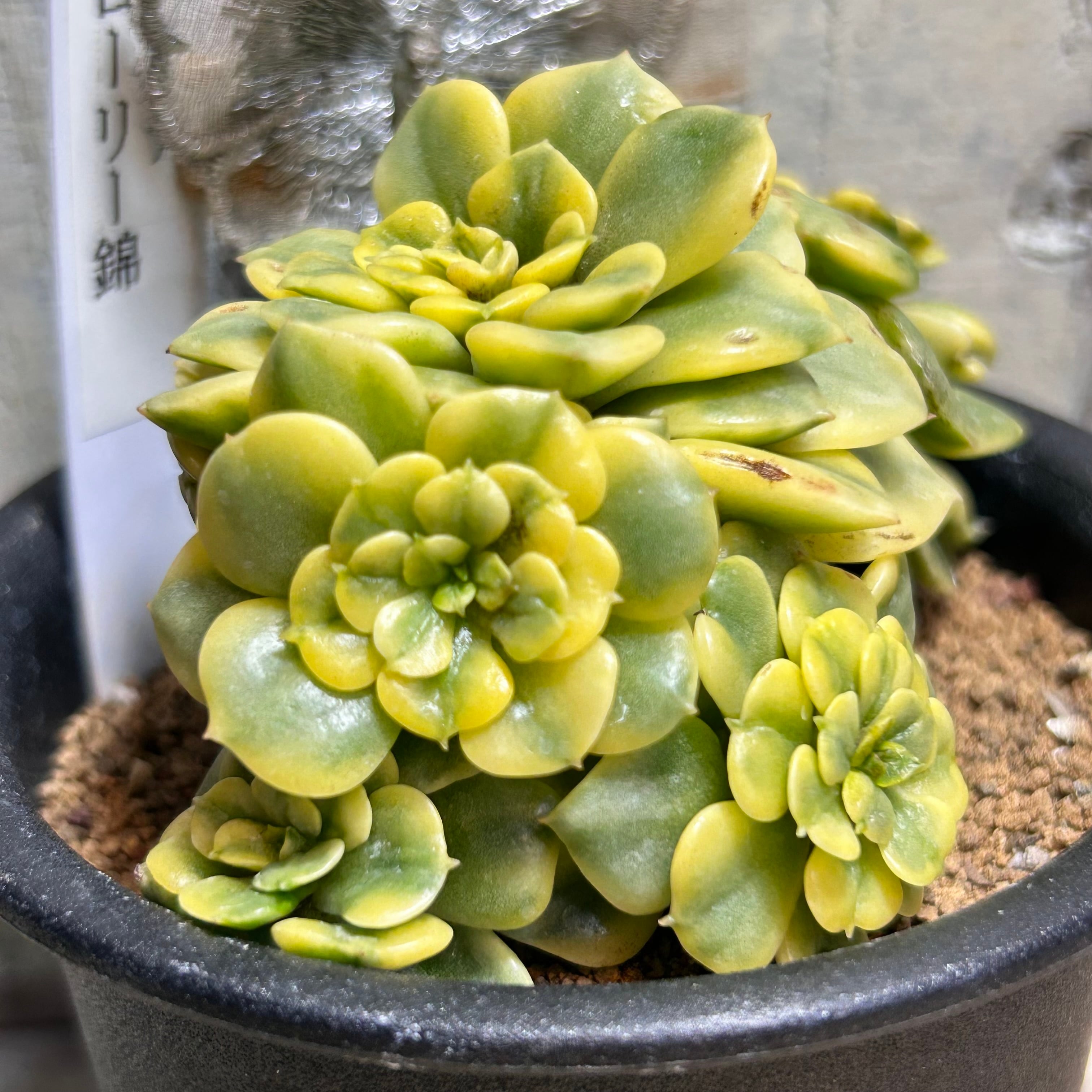 錦 | RuPo 多肉植物専門店