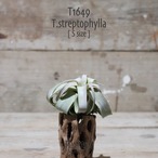 【送料無料】ストレプトフィラ S〔エアプランツ〕現品発送T1649