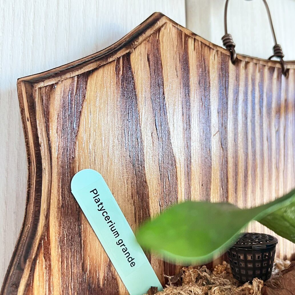 ビカクシダ グランデ 板付 【観葉植物 壁掛け コウモリラン