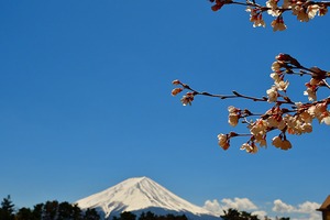 富士山と桜 07