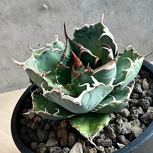 agave titanota white whale 白鯨/アガベ チタノタ ハクゲイ 【観葉 