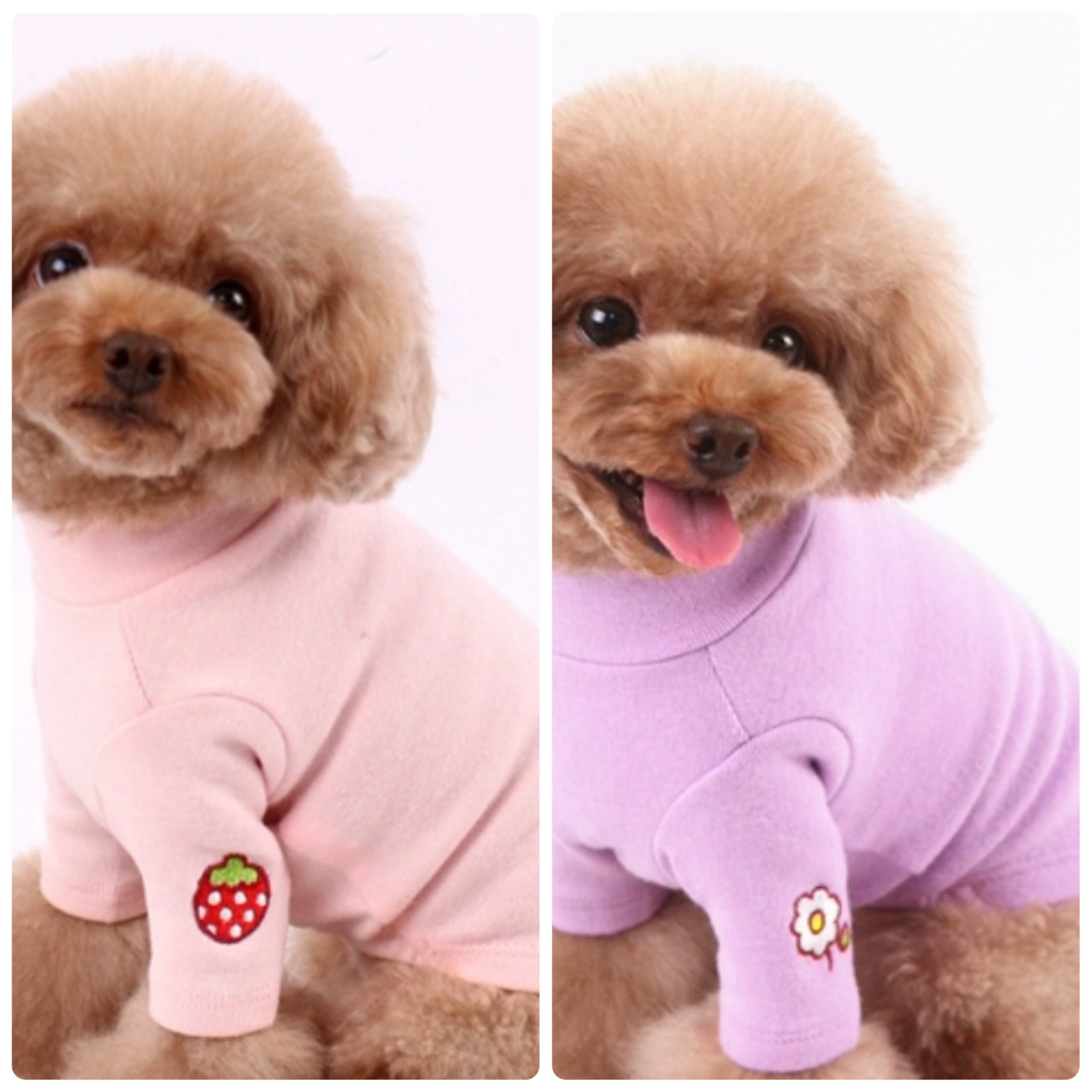 超小型犬・パピー犬 スモールサイズ | ronkichimaru(ロンキチマル
