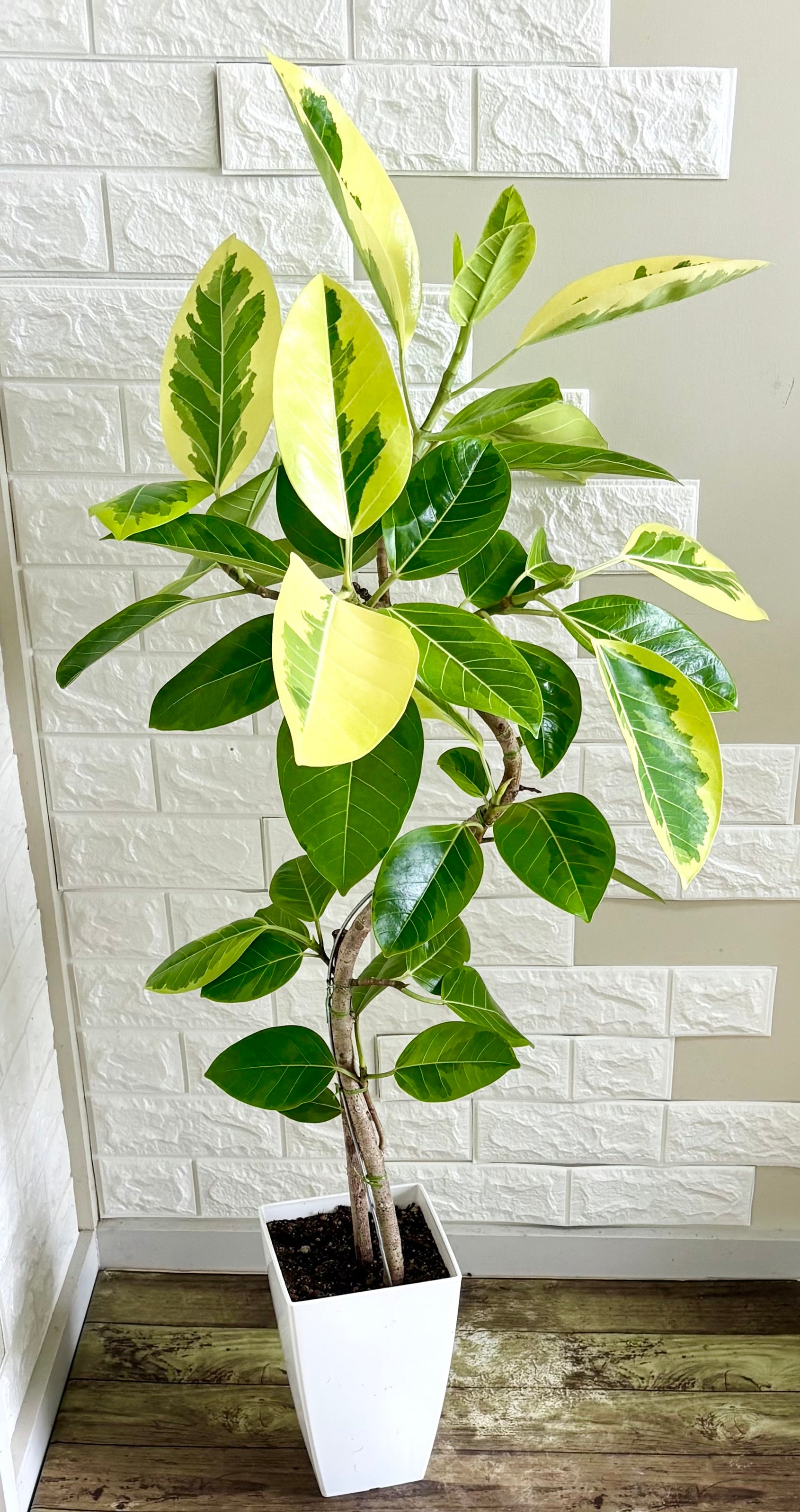 現品】フィカスアルテシマ 曲がり樹形 7号鉢 観葉植物 | 観葉植物のお