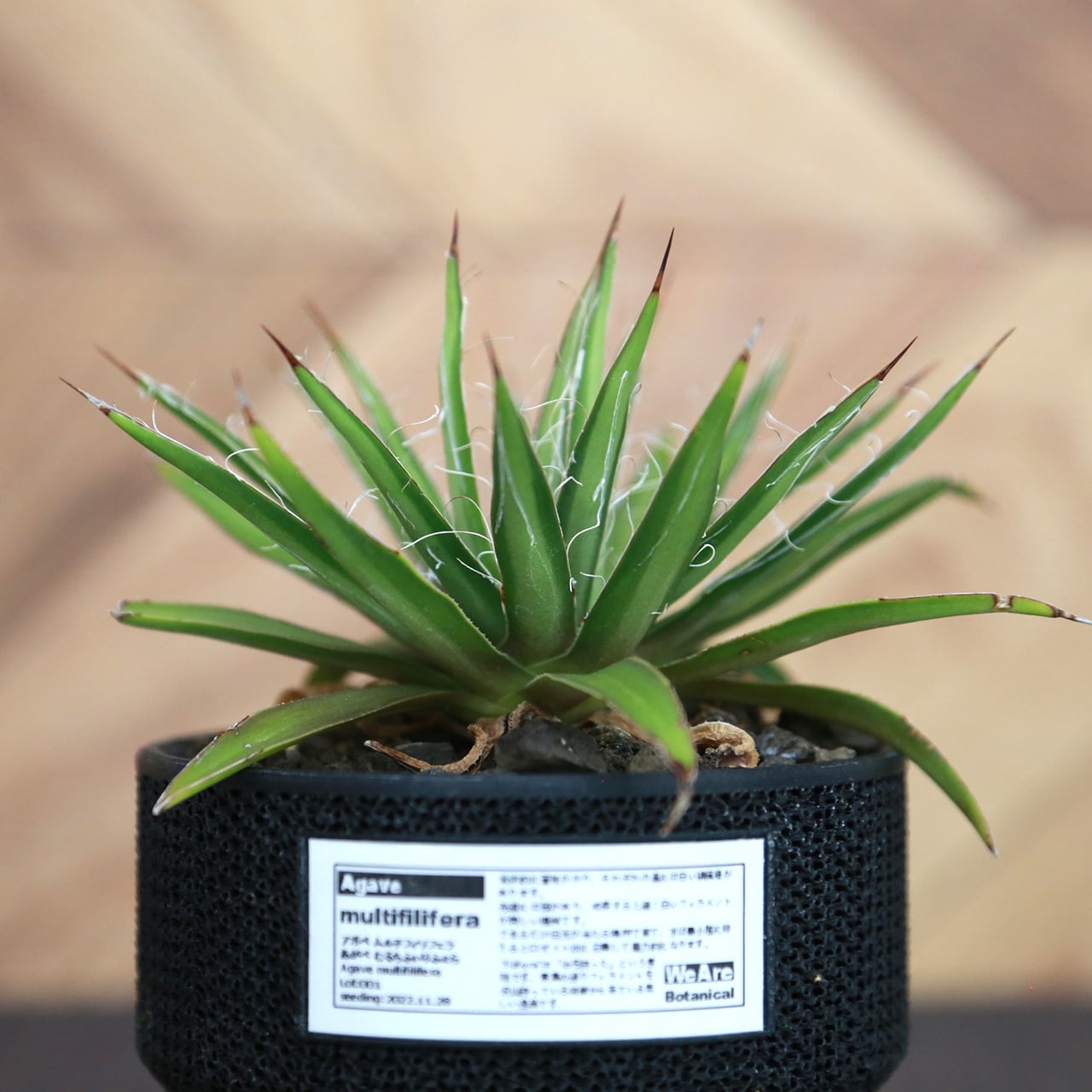 Agave multifilifera アガベ ムルチフィリフェラ(Lot.001