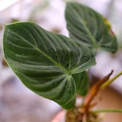 フィロデンドロン エルチョコレッド / Philodendron "El Choco Red"⑭ / 観葉植物<育て方・花言葉>